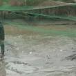 Intensification écologique de production de carpes en étangs - Etangs du Rheu - France