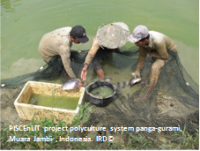 PISCEnLIT project polyculture system panga-gurami, Muara Jambi , Indonesia. IRD ©